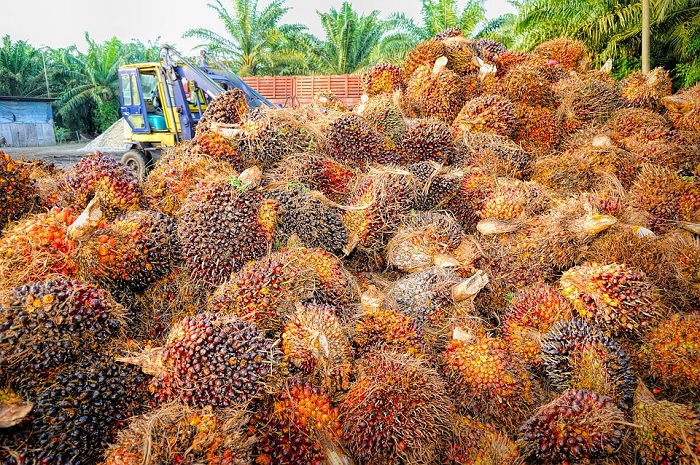 Buah kelapa sawit. (Pixabay.com/tristantan)

