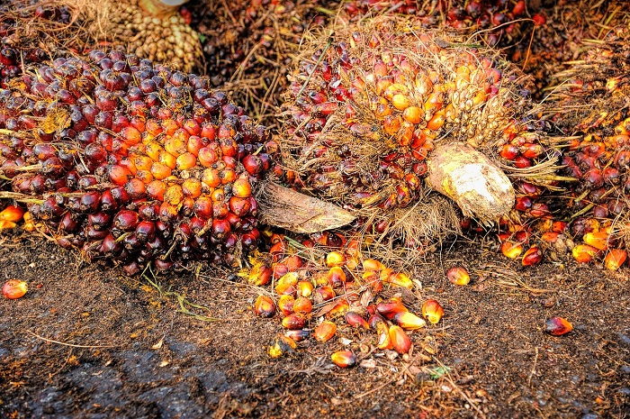 Buah Kelapa Sawit. (Pixabay.com/
tristantan)