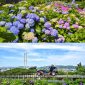 Distrik Namgu di Kota Ulsan akan menggelar Festival Hydrangea Jangsaengpo Kelima dan meluncurkan Whale Kart.